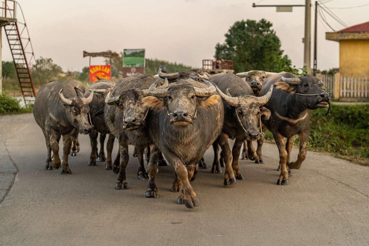 Buffalo Road: A herd of water buffalo walking down the road. Canvas print by Ori Ganz.