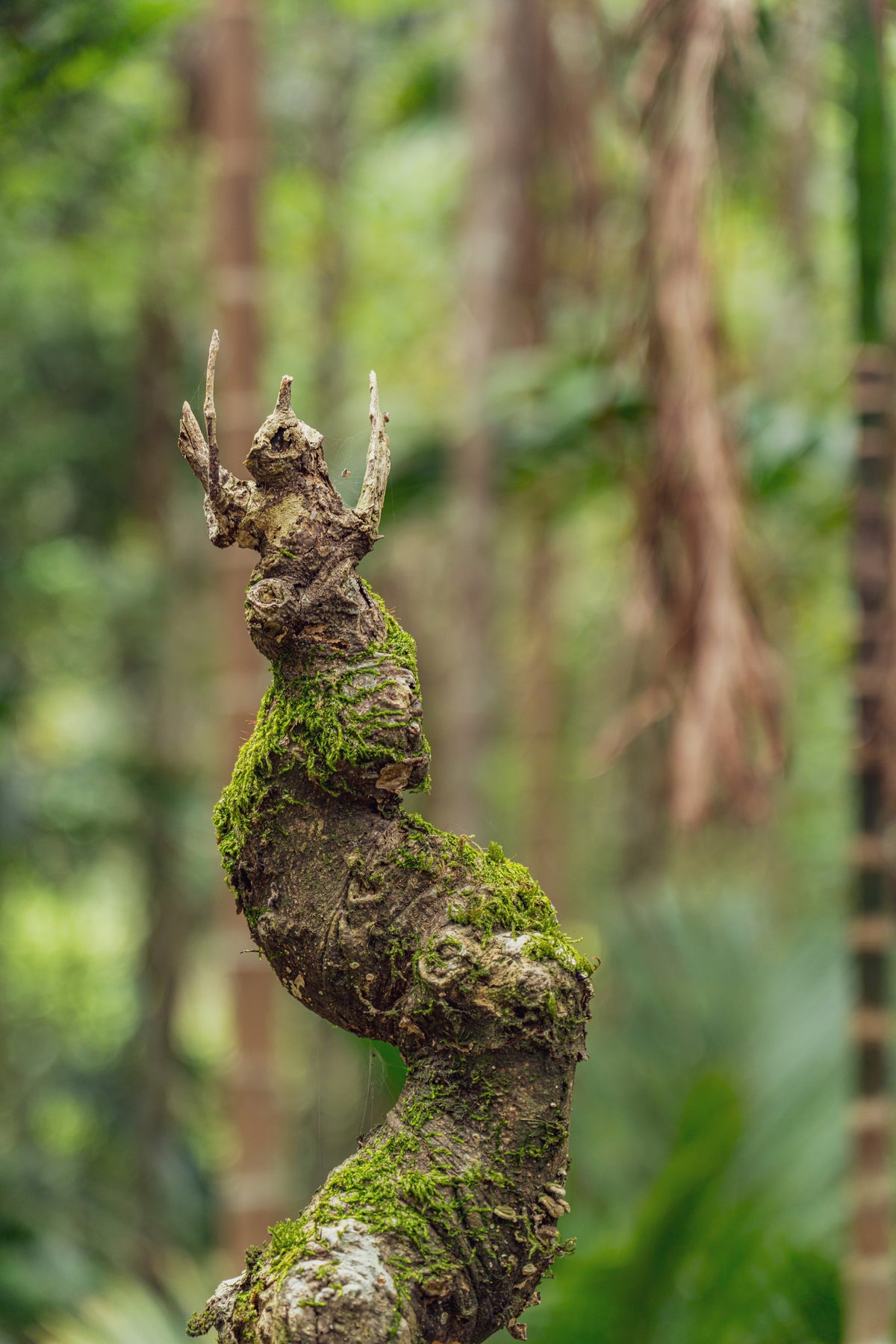 Twisted Vine: A twisting trunk wrapped in moss, deep in the forest. Canvas print by Ori Ganz.
