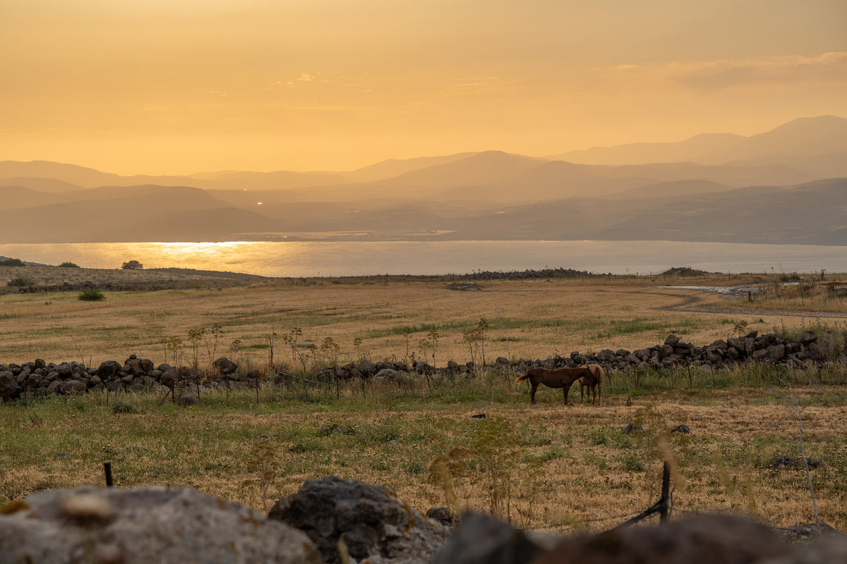 Golden Plain: A wide plain in the last golden light. Canvas print by Ori Ganz.