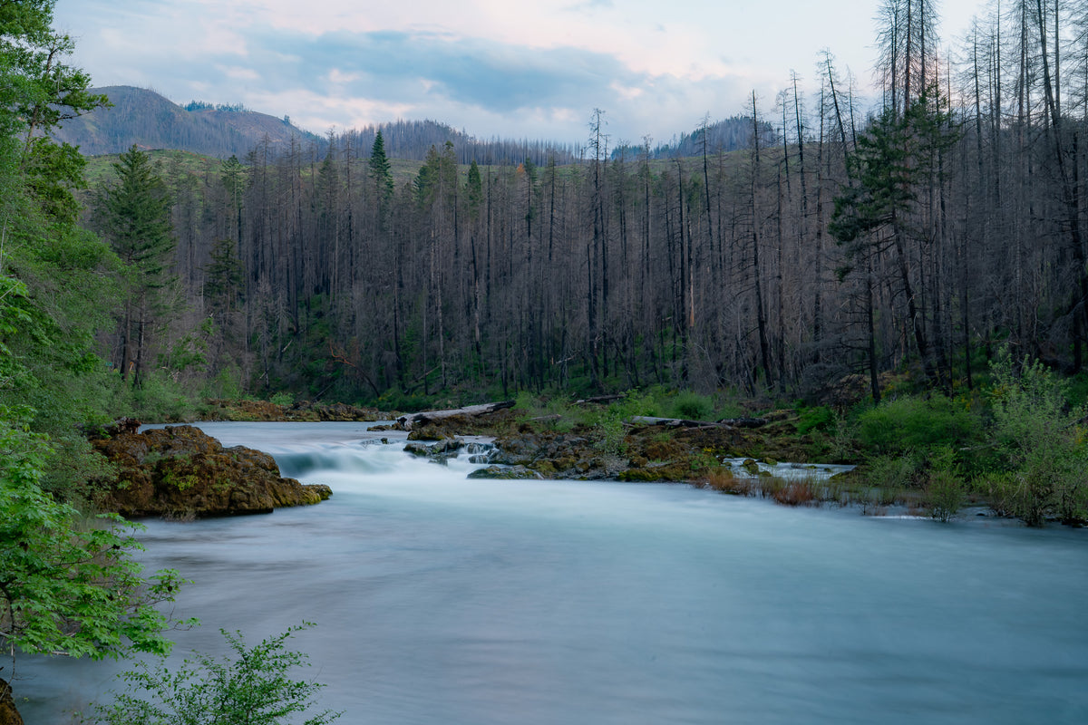 Silky River Regrowth — Ori Ganz fine art print